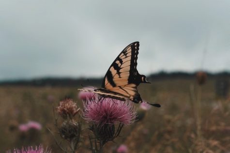 nature shot of a butterfly 