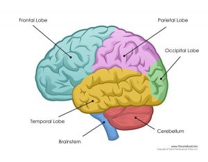 The Sentinel | Intro to Psychology