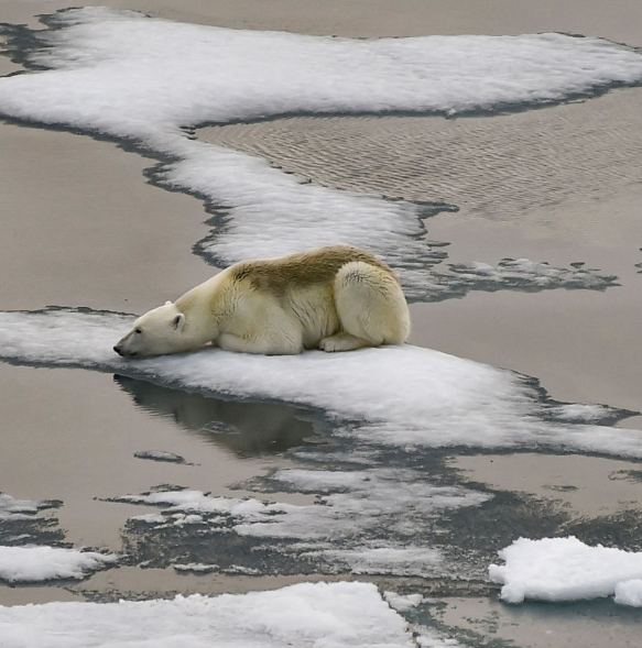A polar bear photographed on melting ice. (Courtesy of the ABC News website) 