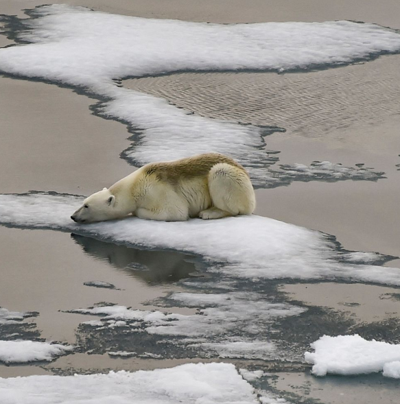 Polar bears: A sentinel of Arctic environmental change